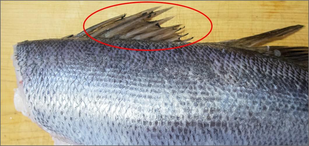 ヒレにも注意