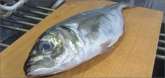 思ったより大きい
