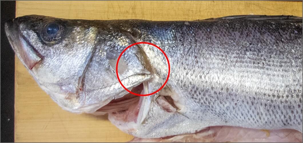 鋭いエラに注意